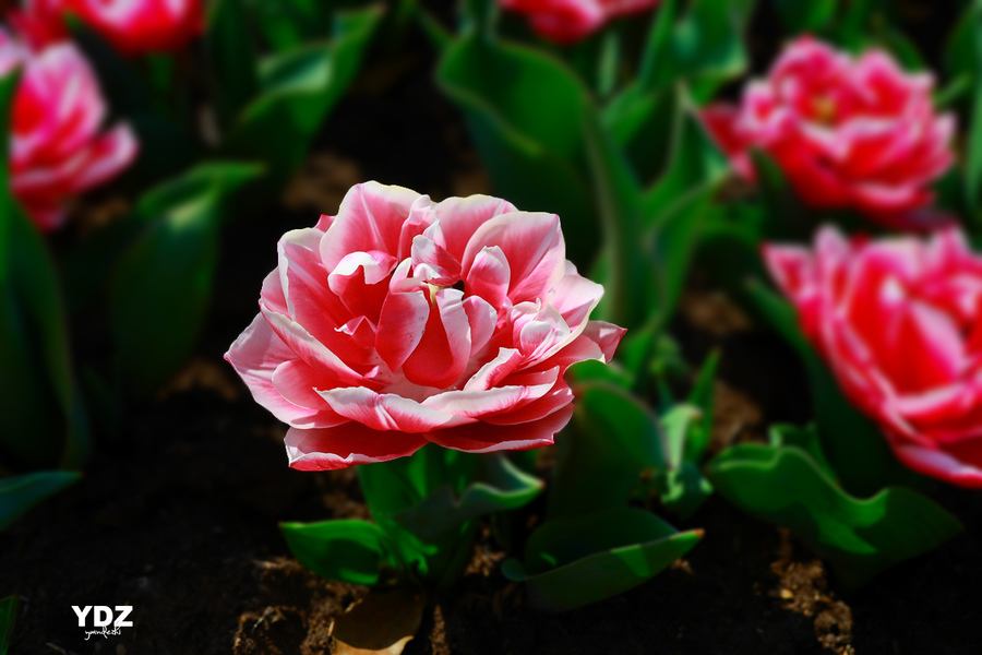 Summer flower photography tips that 99% of people don't know about 2 2