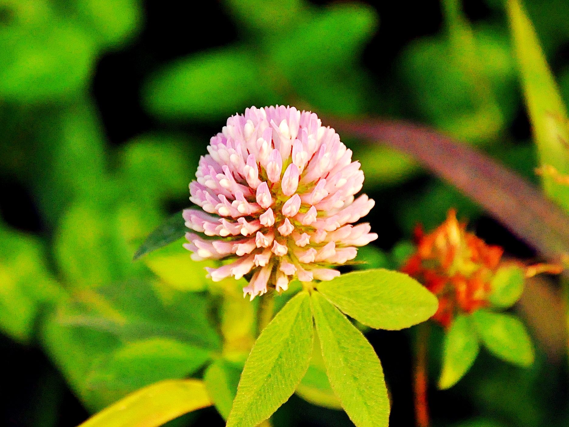 Summer flower photography tips that 99% of people don't know about 3 3