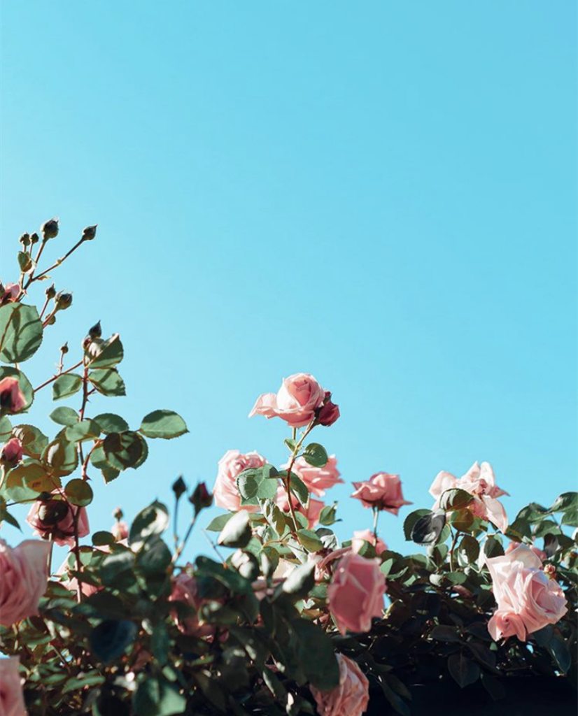 Summer flower photography tips that 99% of people don't know about 4 4 1