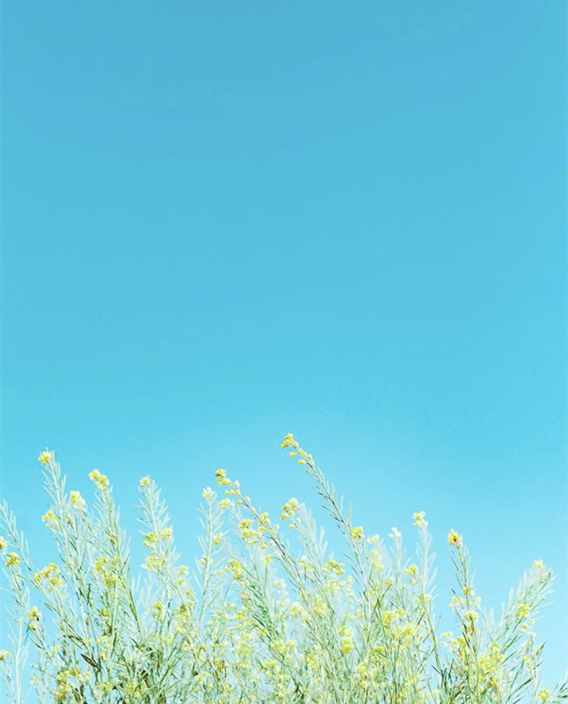 Summer flower photography tips that 99% of people don't know about 5 5