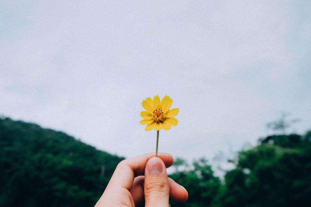 Summer flower photography tips that 99% of people don't know about 6 6