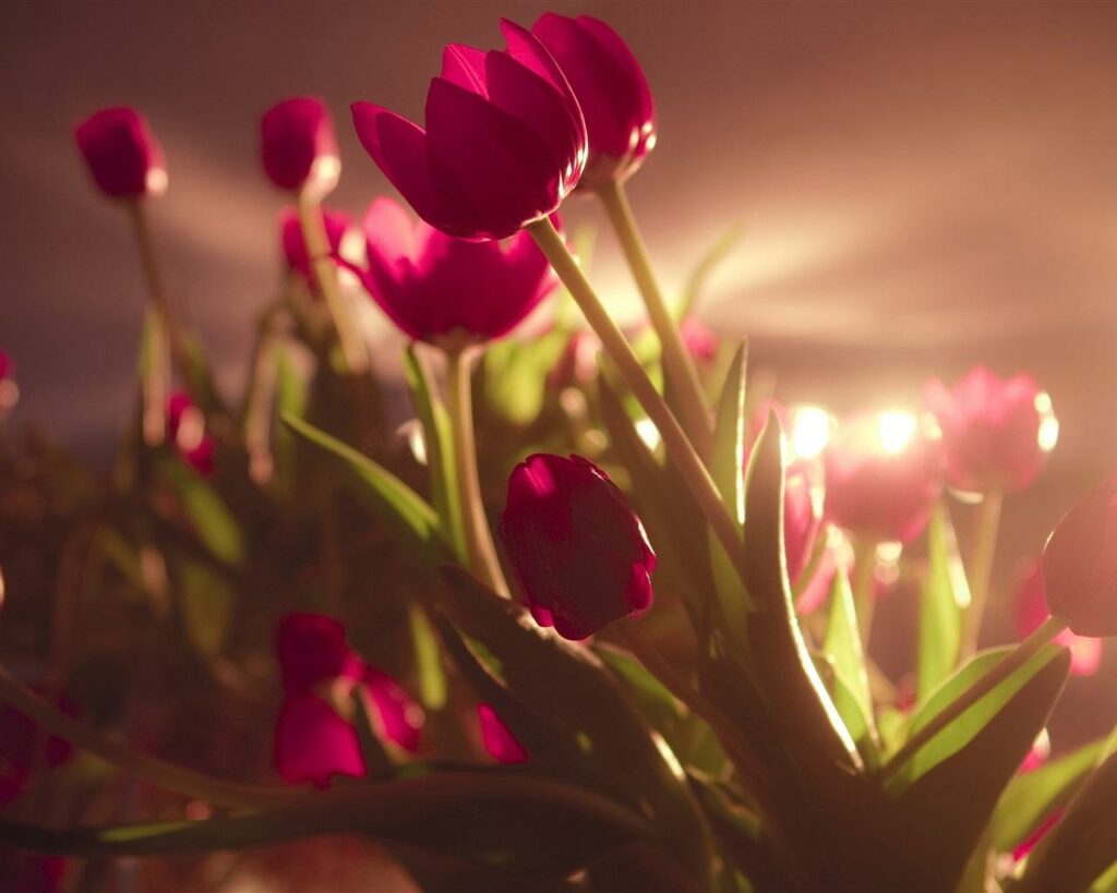 Summer flower photography tips that 99% of people don't know about 8 8