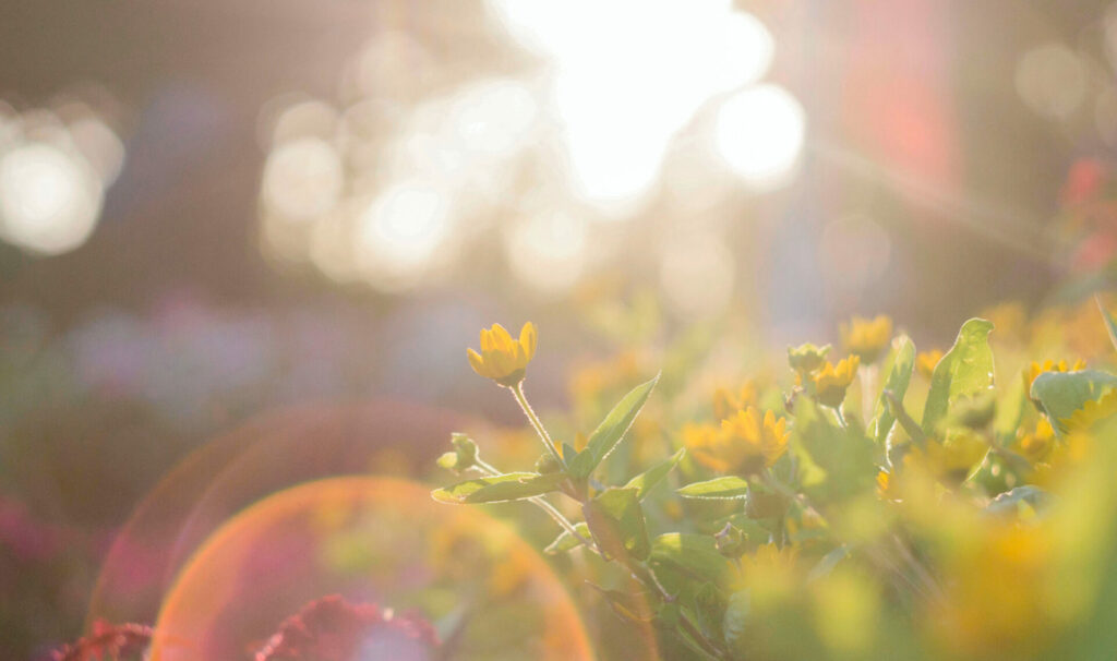 Are you shooting in natural or artificial light? 1 图片1 1 2