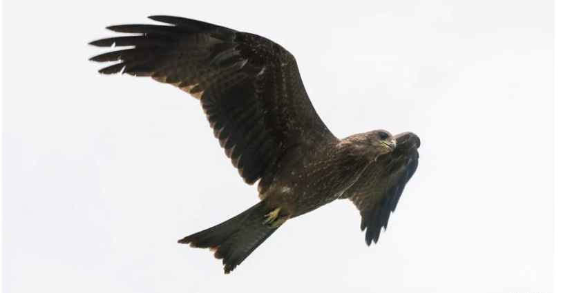 Keep these three tips in mind when photographing wildlife 2 图片2