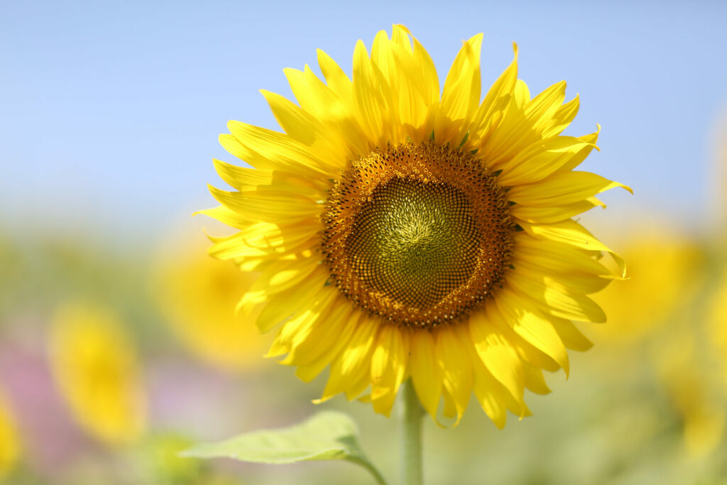 Are you shooting in natural or artificial light? 3 图片3 3 5