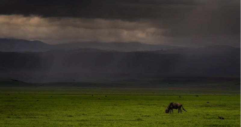 Keep these three tips in mind when photographing wildlife 3 图片3 4