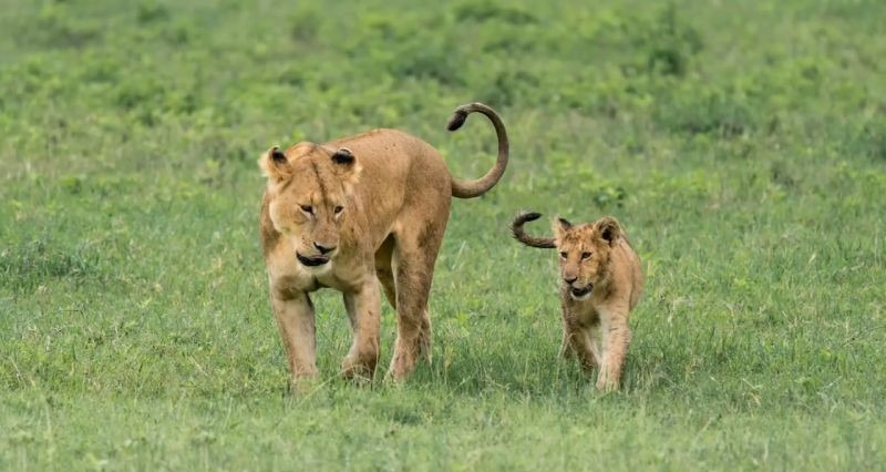 Keep these three tips in mind when photographing wildlife 4 图片4 5 1