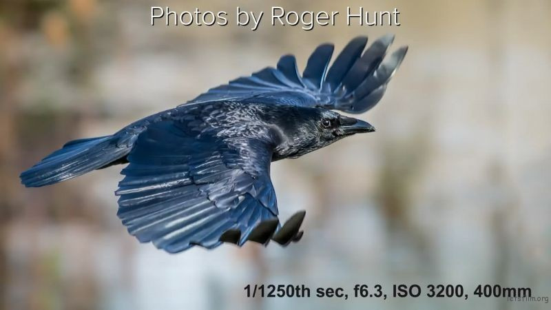 Keep these three tips in mind when photographing wildlife 8 图片8 8