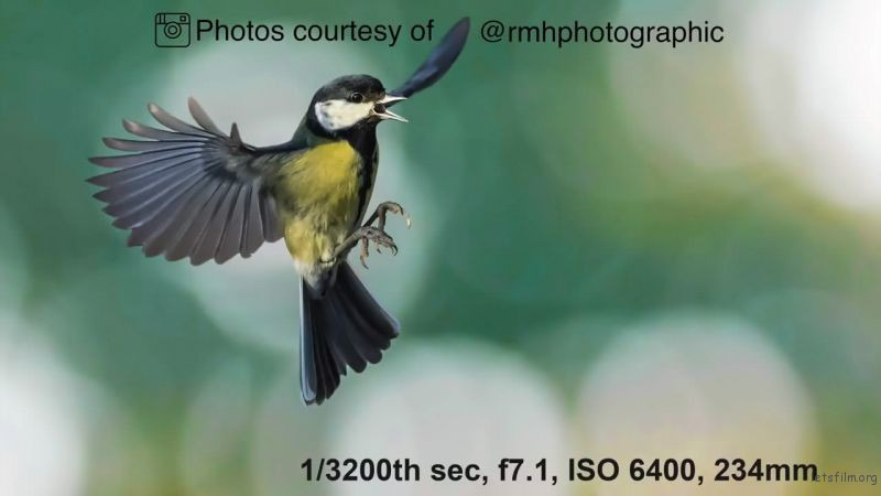 Keep these three tips in mind when photographing wildlife 9 图片9 2 5