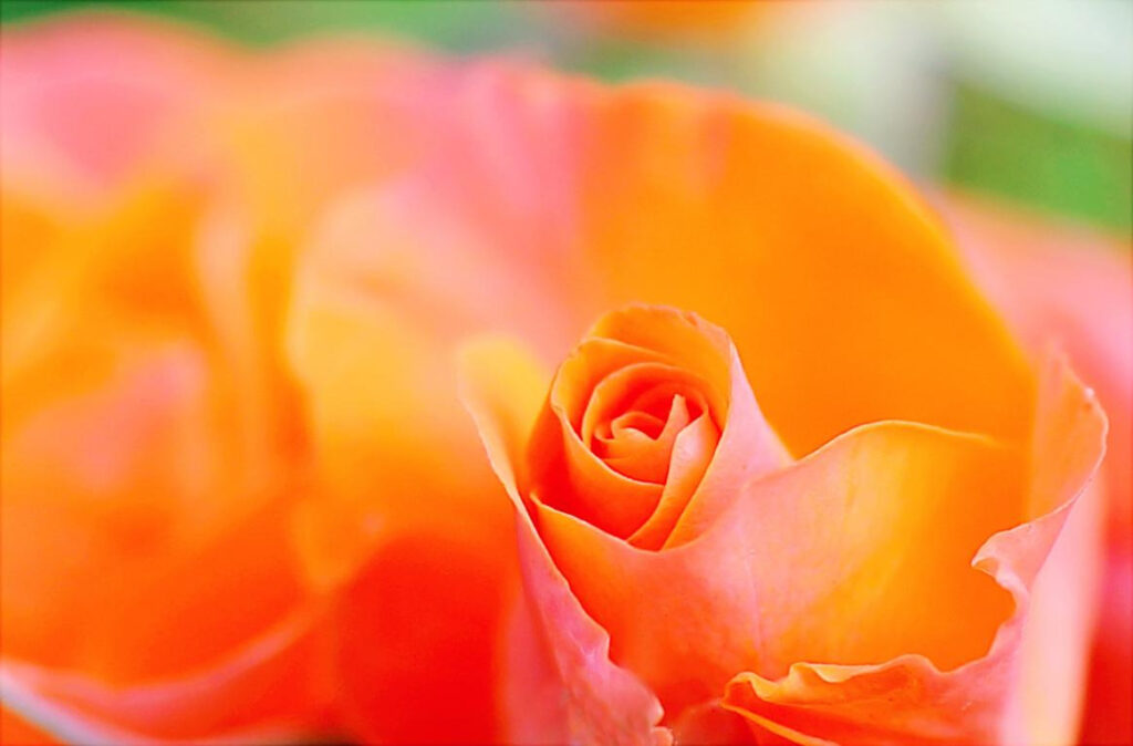 Flower Photography Tips 14 图片10 4
