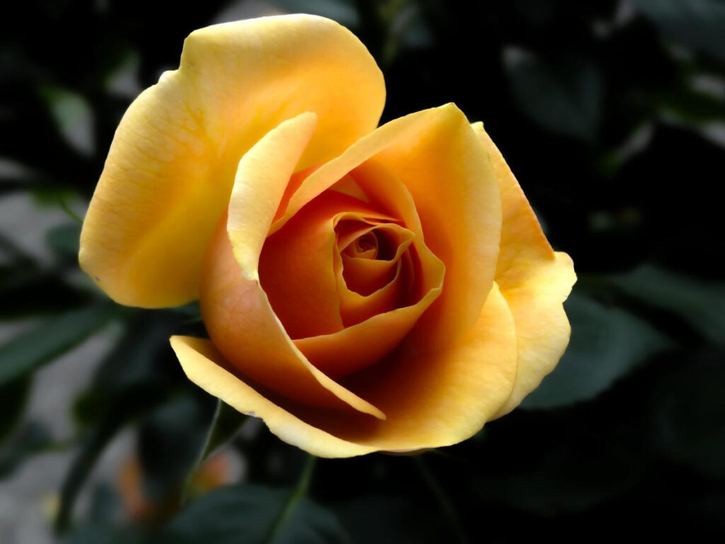 Flower Photography Tips 15 图片11 6