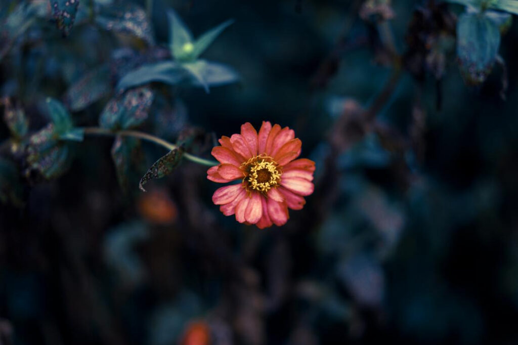 Flower Photography Tips 2 图片2 3 2
