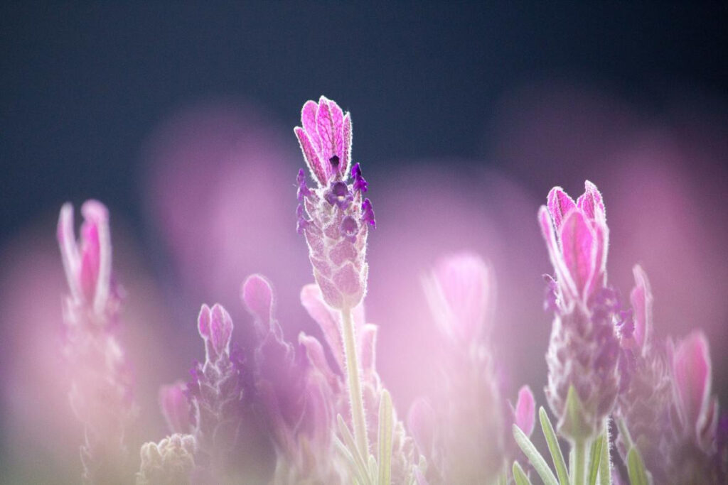 Flower Photography Tips 3 图片3 2 2