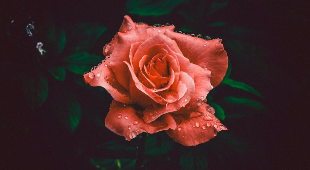 Flower Photography Tips 4 图片4 1 2