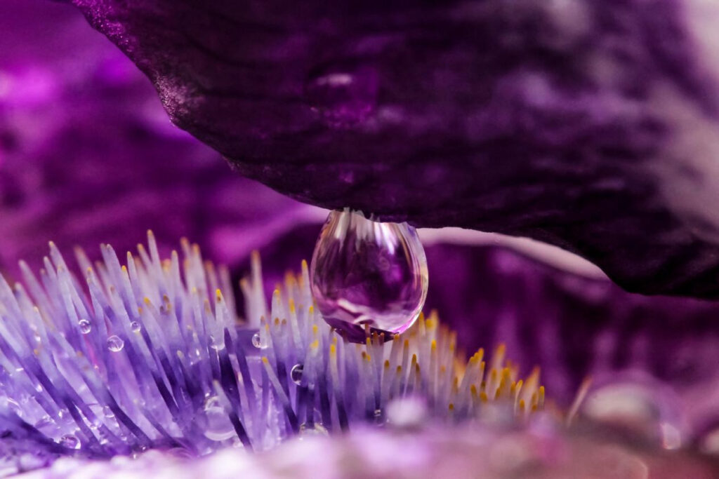 Flower Photography Tips 6 图片5 1 2