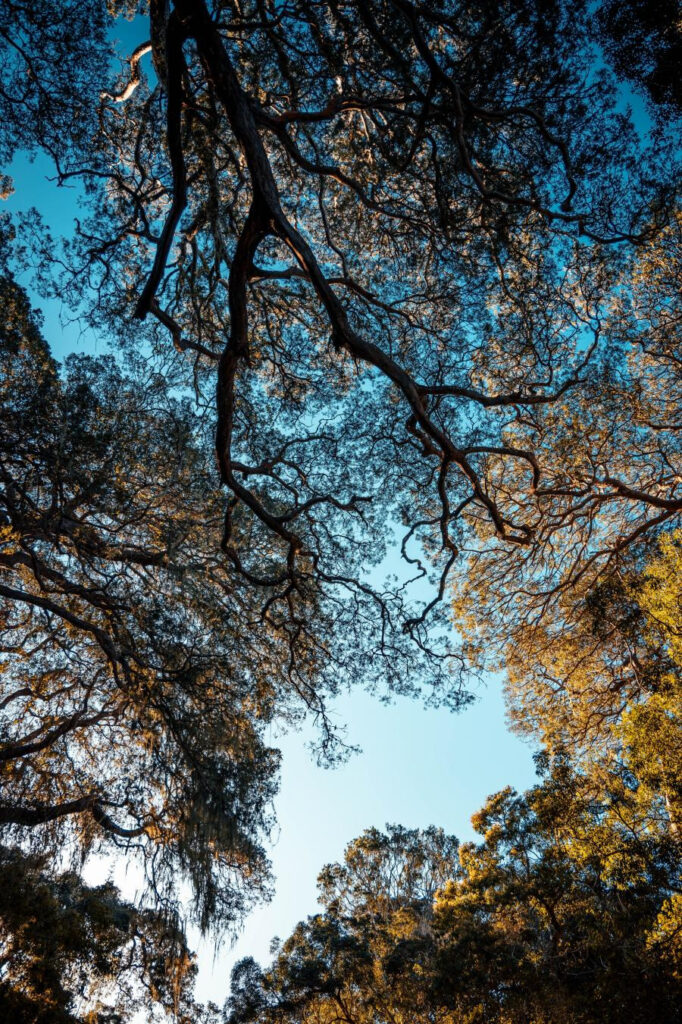 Unlock 4 camera angles 6 图片6