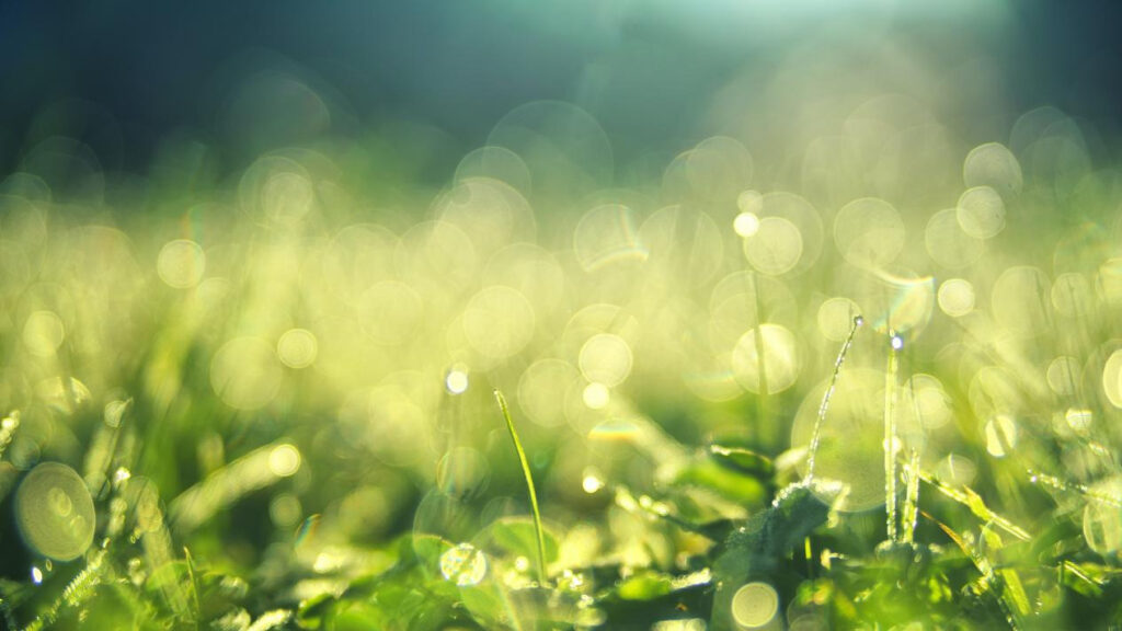 Flower Photography Tips 8 图片6 9