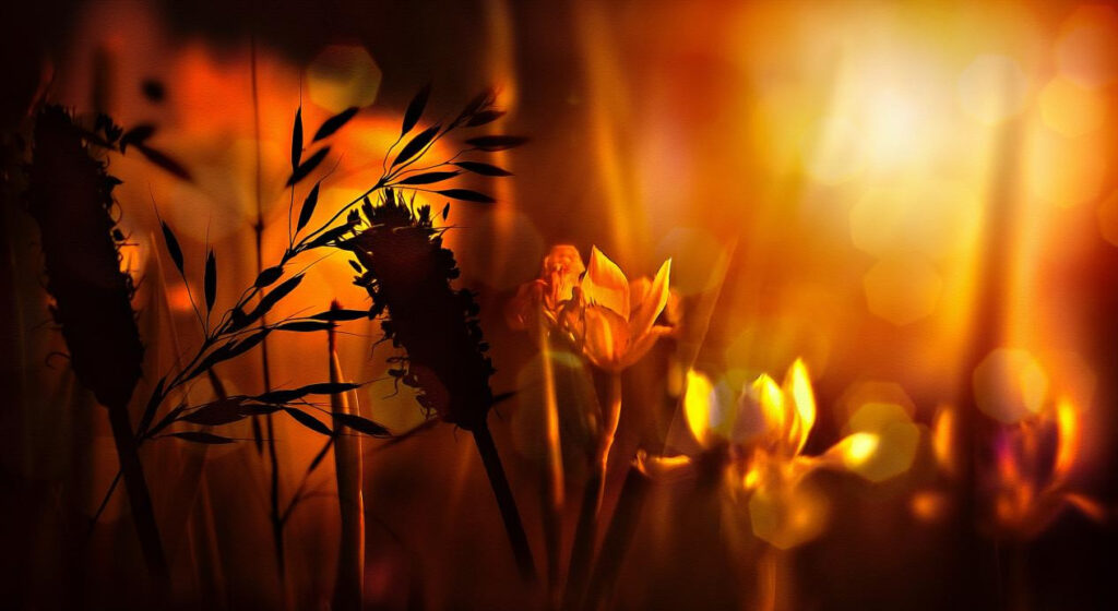 Flower Photography Tips 7 图片7 2 2