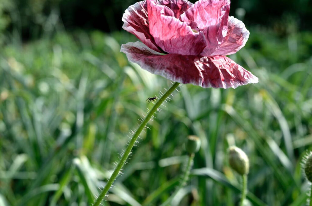 Flower Photography Tips 9 图片8 9
