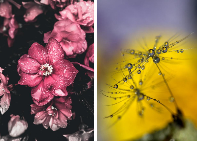 Flower Photography Tips 5 微信截图 20221130114541