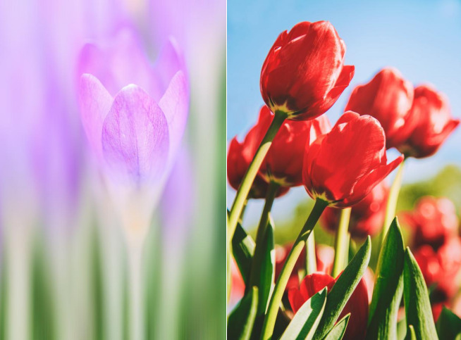 Flower Photography Tips 10 微信截图 20221130115336