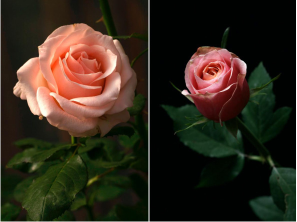 Flower Photography Tips 11 微信截图 20221130115545