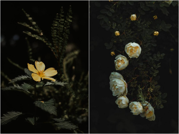 Flower Photography Tips 12 微信截图 20221130115605