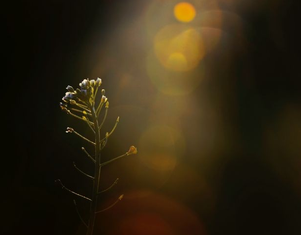 How should the photographer prevent glare from the lens 5 图片5 2