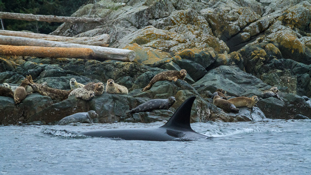 Five tips for photographing wildlife, a quick introduction to wildlife photography 1 图片1