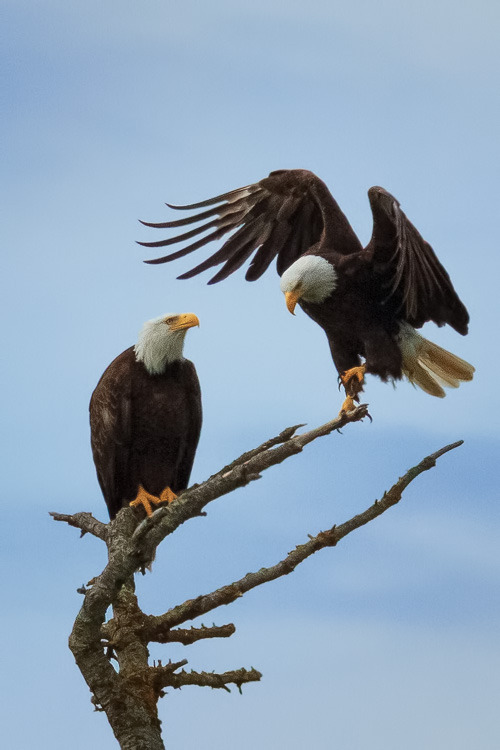Five tips for photographing wildlife, a quick introduction to wildlife photography 2 图片2
