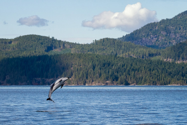 Five tips for photographing wildlife, a quick introduction to wildlife photography 3 图片3