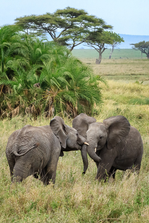 Five tips for photographing wildlife, a quick introduction to wildlife photography 4 图片4
