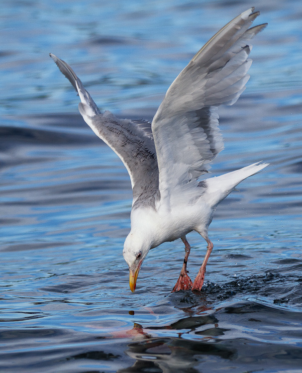 Five tips for photographing wildlife, a quick introduction to wildlife photography 5 图片5