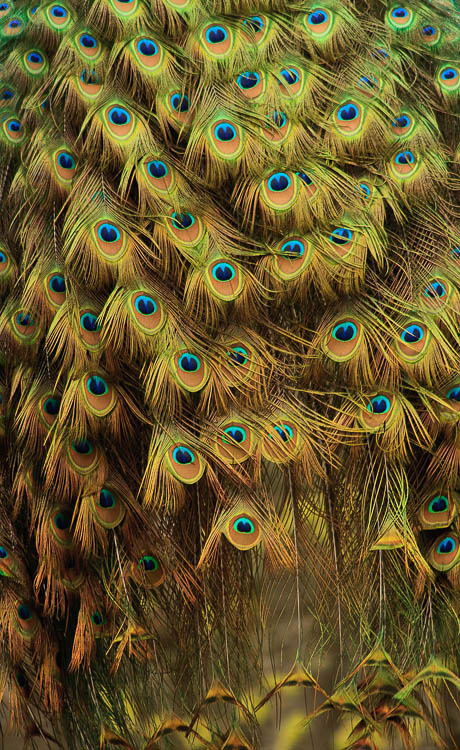 Five tips for photographing wildlife, a quick introduction to wildlife photography 6 图片6